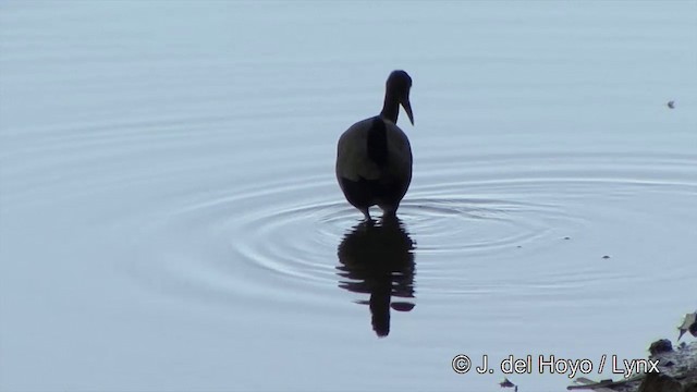 Giant Wood-Rail - ML201337001