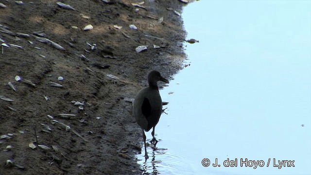 Giant Wood-Rail - ML201337011