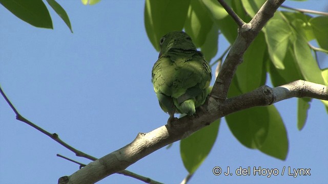 Yellow-chevroned Parakeet - ML201337081