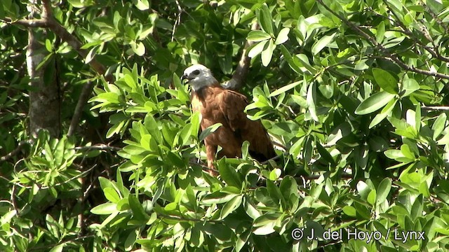 Black-collared Hawk - ML201337091