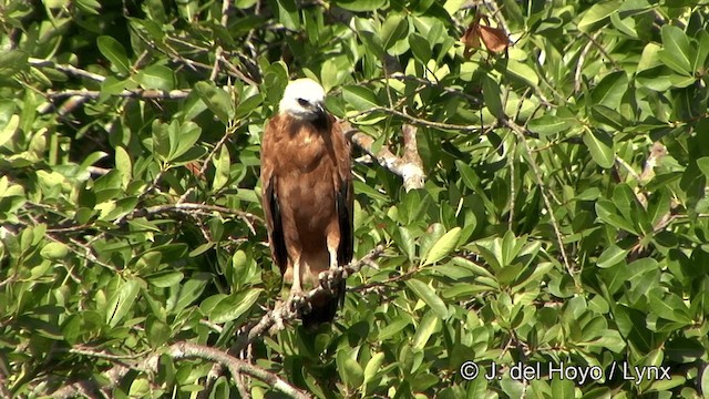 Black-collared Hawk - ML201337101