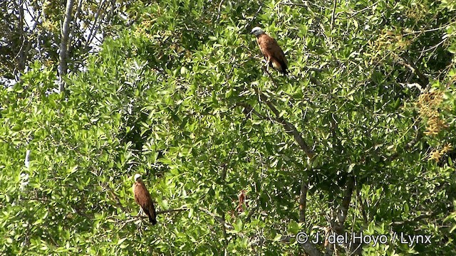 Black-collared Hawk - ML201337111