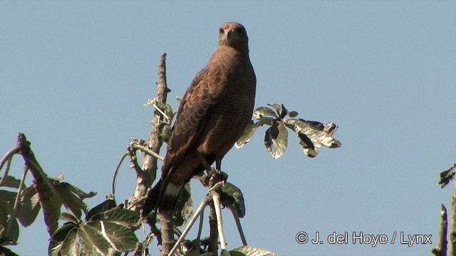 Savannenbussard - ML201337151