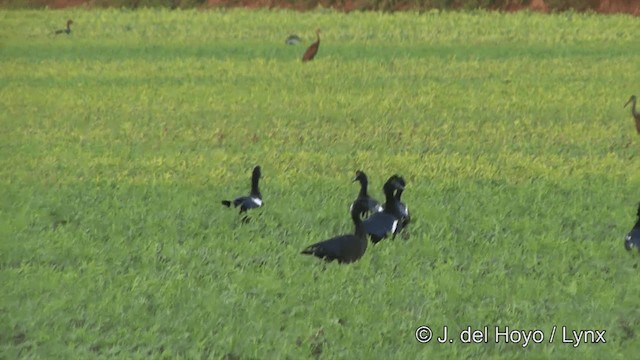 Muscovy Duck - ML201337181