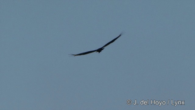 Greater Yellow-headed Vulture - ML201337201