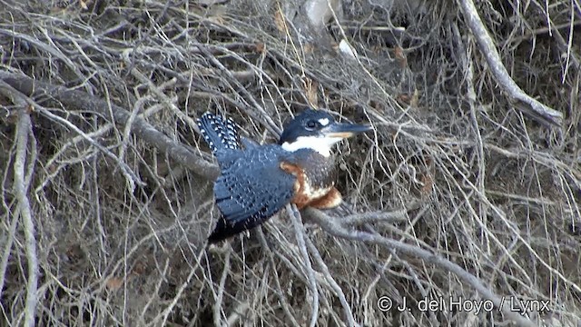 Ringed Kingfisher (Northern) - ML201337301