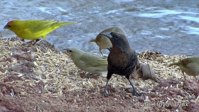 Chestnut-capped Blackbird - ML201337321