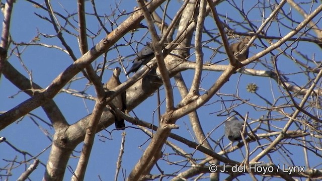 Tortolita Azulada - ML201337351