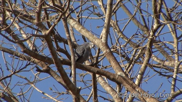 Blue Ground Dove - ML201337361