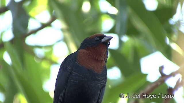 Chestnut-capped Blackbird - ML201337401