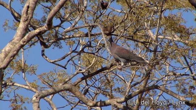 Pigeon rousset - ML201337421