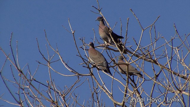 Pigeon rousset - ML201337431