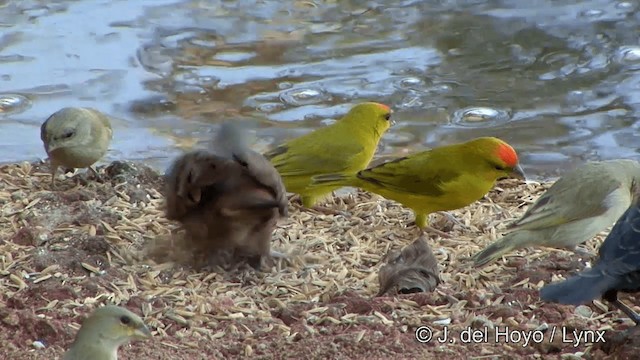 Rosttäubchen - ML201337441