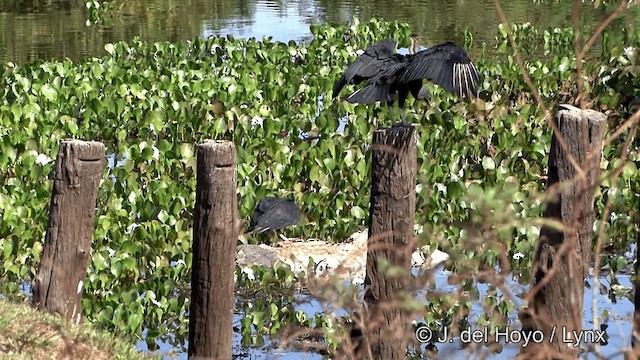 Black Vulture - ML201337461