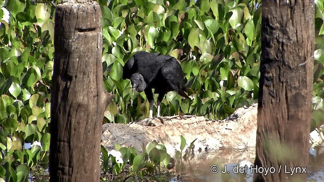 Black Vulture - ML201337471