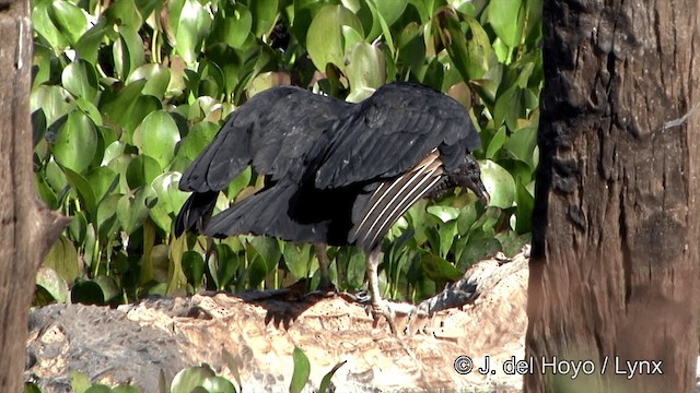 Black Vulture - ML201337491