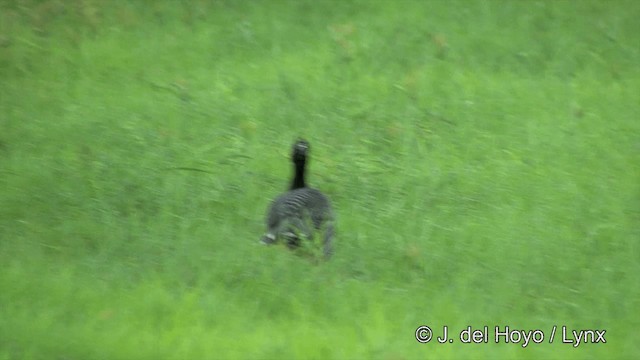 ハゲガオホウカンチョウ（fasciolata／grayi） - ML201337501