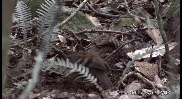 Orthonyx de Temminck - ML201337561