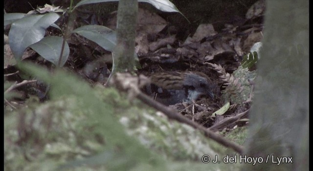 Australian Logrunner - ML201337571