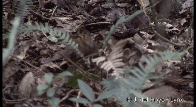 Orthonyx de Temminck - ML201337581