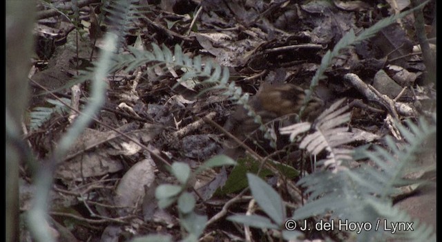 Colaespina de Temminck - ML201337591