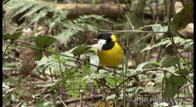 Golden Whistler (Eastern) - ML201337601
