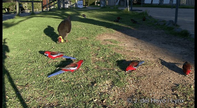 アカクサインコ（elegans グループ） - ML201337641