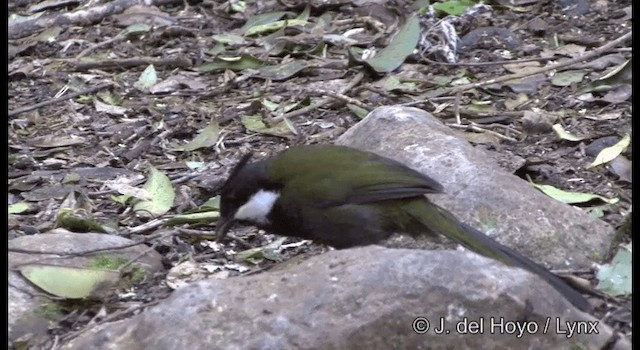 Eastern Whipbird - ML201337651