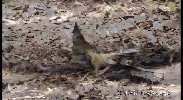 Eastern Whipbird - ML201337661