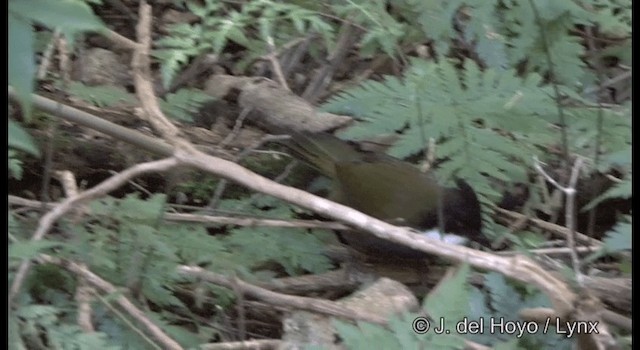 Eastern Whipbird - ML201337671