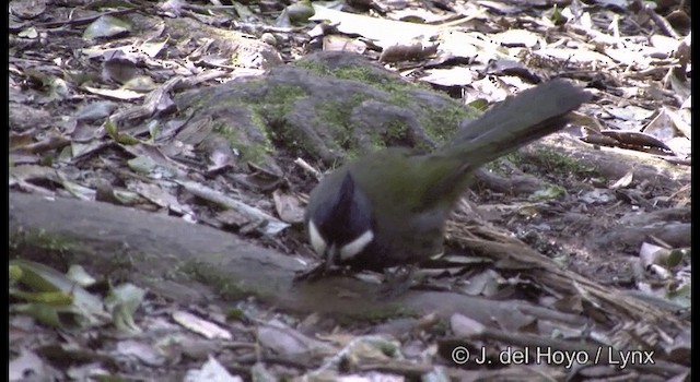 Eastern Whipbird - ML201337681