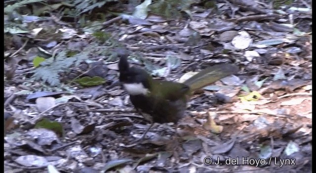 Eastern Whipbird - ML201337691