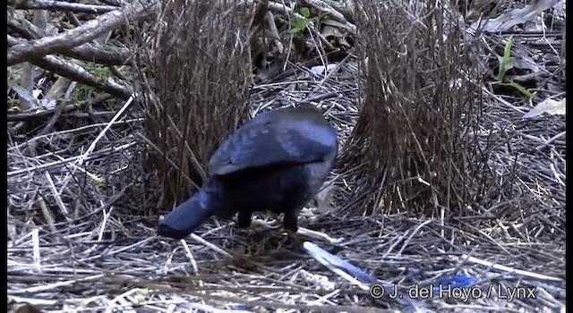 Satin Bowerbird - ML201337711