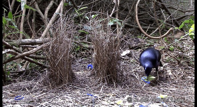 Satin Bowerbird - ML201337731