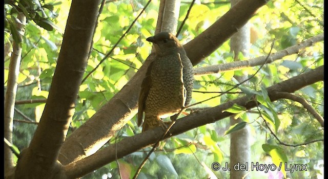 Satin Bowerbird - ML201337771