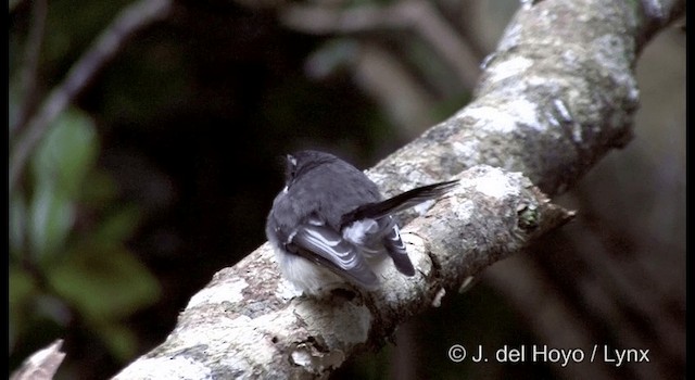 Gray Fantail (alisteri) - ML201337811