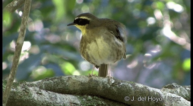 Yellow-throated Scrubwren - ML201337851