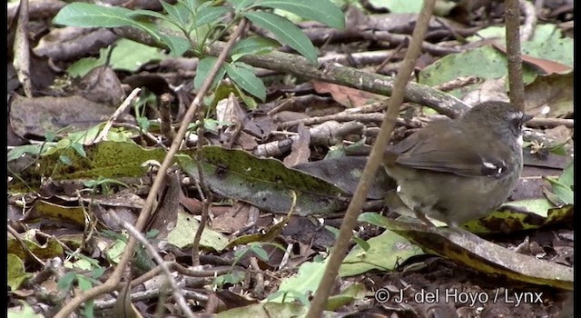 マミジロヤブムシクイ（laevigaster） - ML201337861