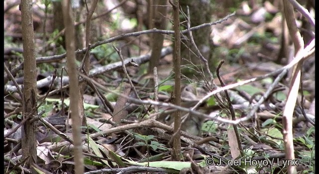 Weißbrauensericornis (laevigaster) - ML201337871