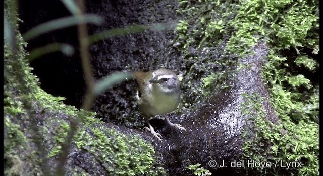 White-browed Scrubwren (Buff-breasted) - ML201337881