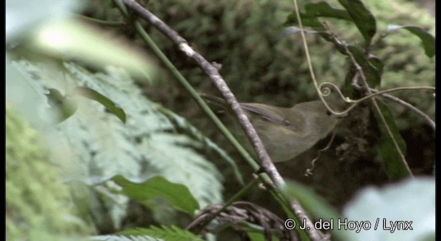 Large-billed Scrubwren - ML201337891