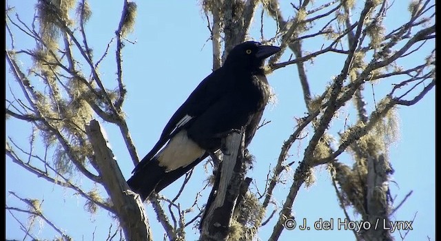 Pied Currawong - ML201337951