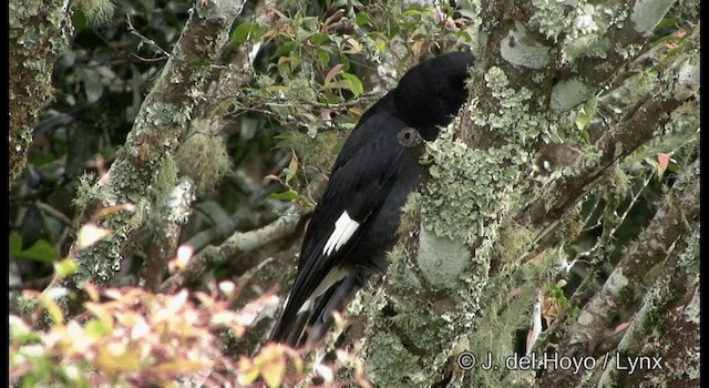 Pied Currawong - ML201337961