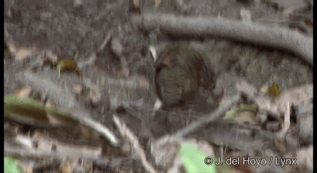 Taiwan Partridge - ML201338081