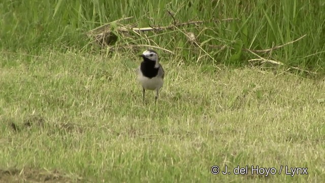 White Wagtail (White-faced) - ML201338301