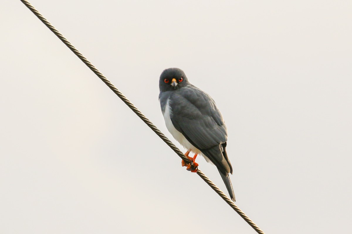 New Caledonian Goshawk - Tommy Pedersen