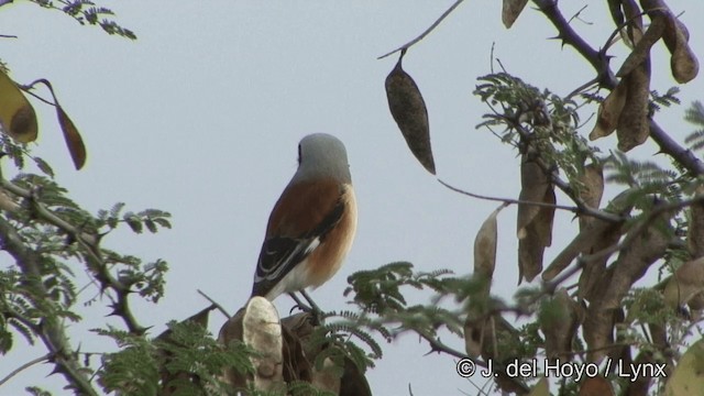 Bay-backed Shrike - ML201338581