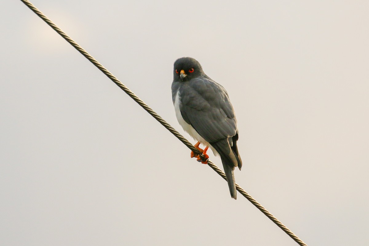 New Caledonian Goshawk - Tommy Pedersen