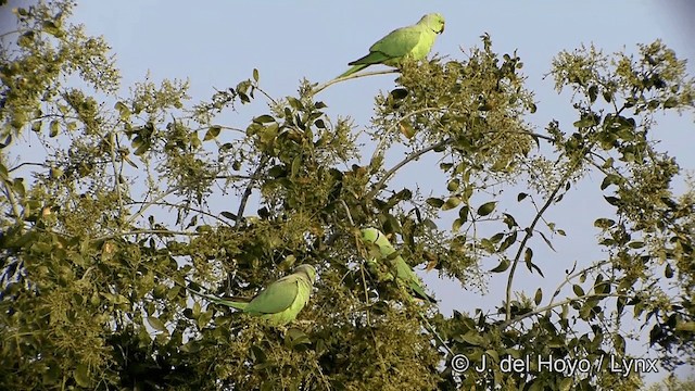 Yeşil Papağan - ML201338691