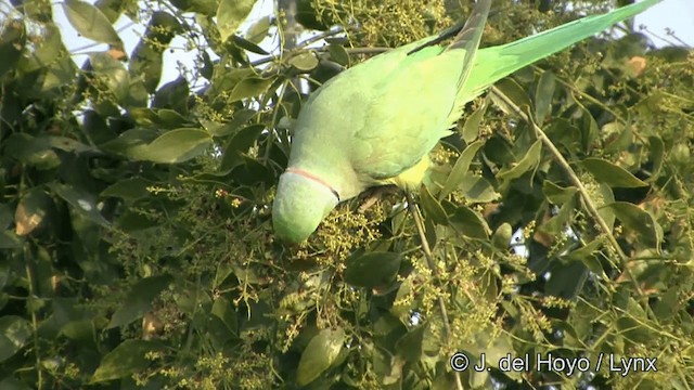 Yeşil Papağan - ML201338701